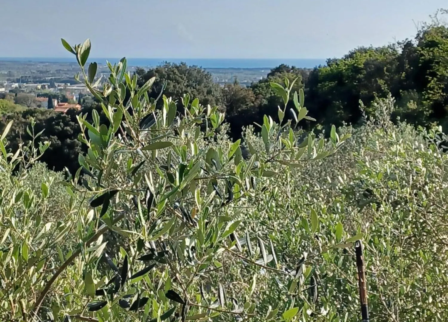 Verde Mare Apartment Rosignano Marittimo 0*,  Italy